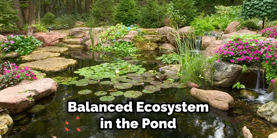 Balanced Ecosystem in the Pond