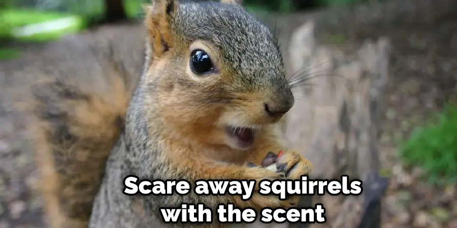 Scare Away Squirrels With the Scent