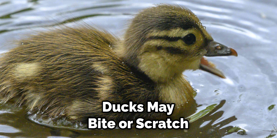 Ducks May Bite or Scratch