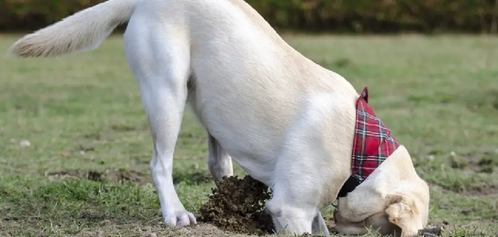 How to Fix Muddy Backyard With Dogs