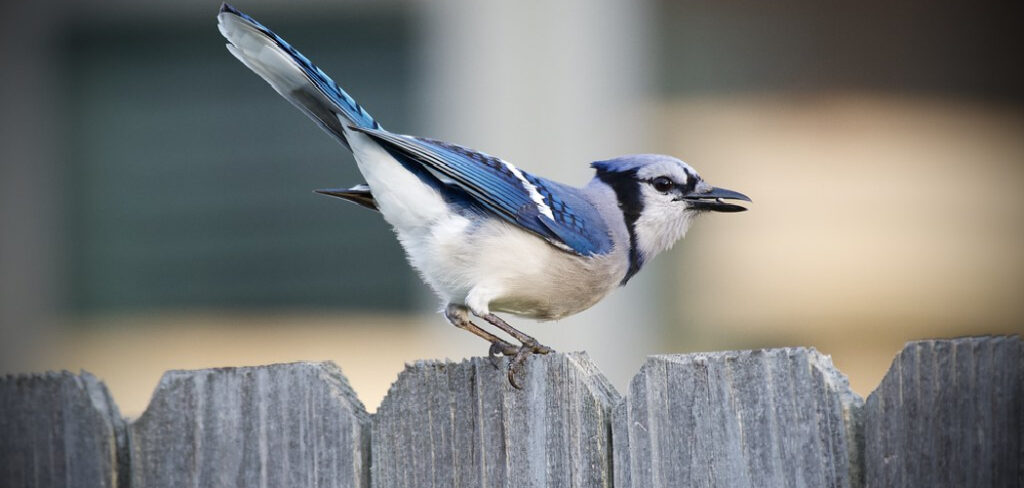 How to Get Rid of Blue Jays in Your Yard