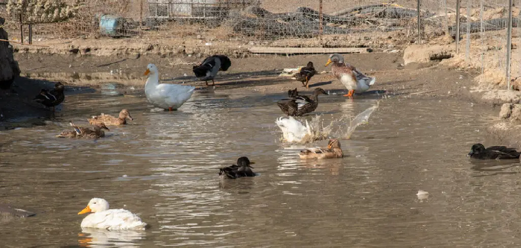 How to Make a Duck Pond in Your Backyard