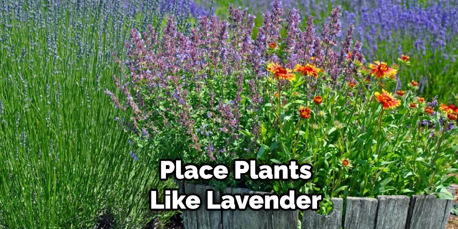 Place Plants Like Lavender
