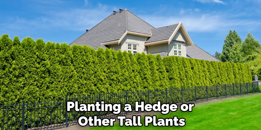 Planting a Hedge or Other Tall Plants