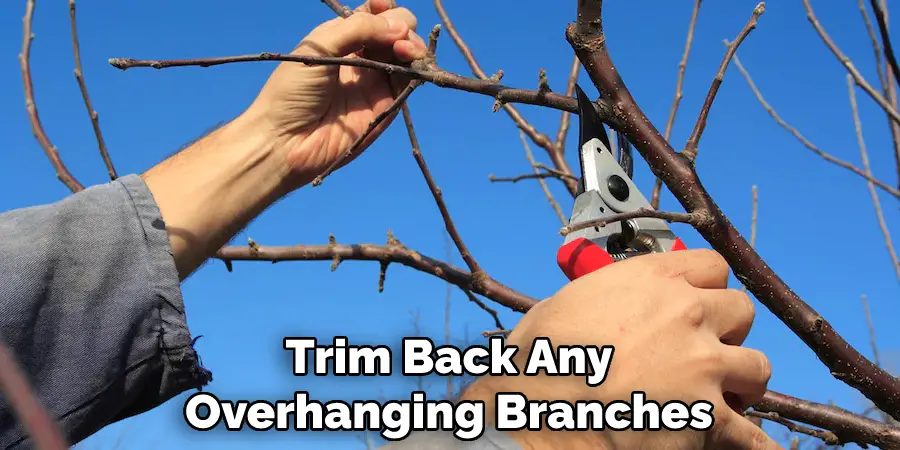 Trim Back Any Overhanging Branches