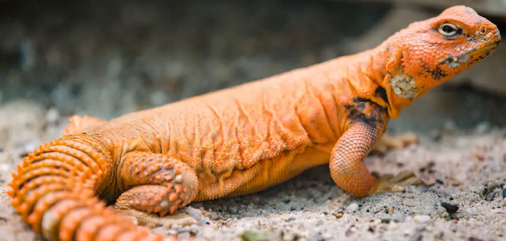 How to Keep Lizards Out of Lanai