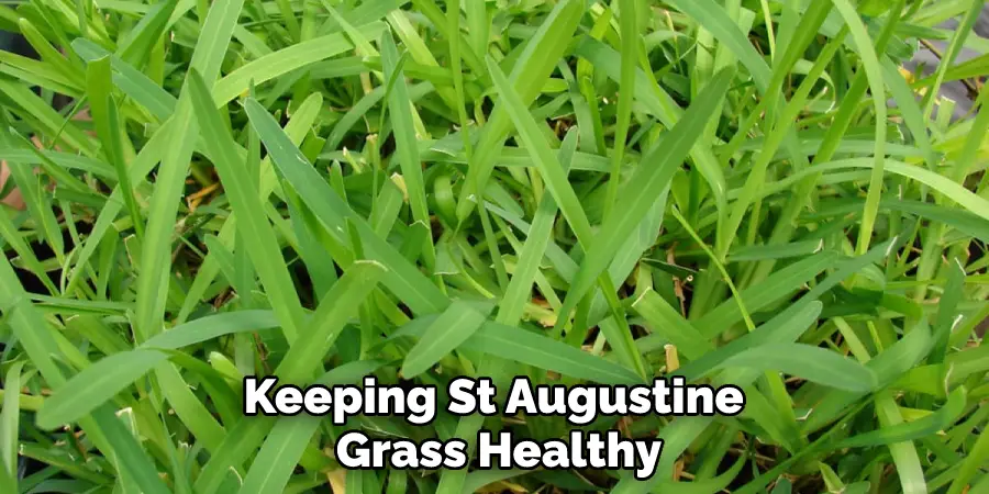 Keeping St Augustine Grass Healthy