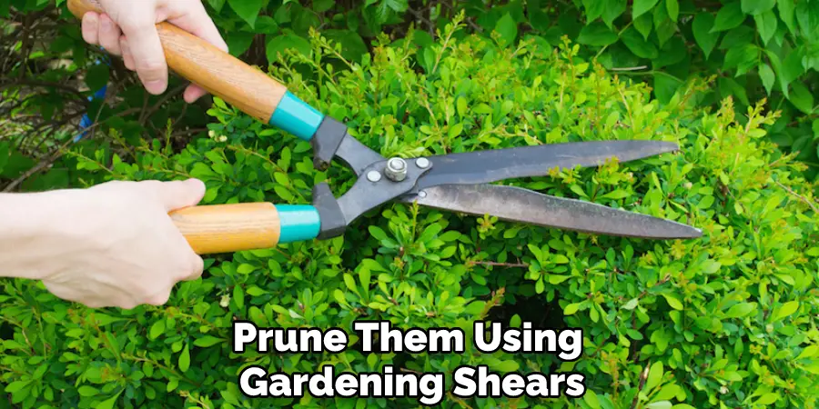 Prune Them Using Gardening Shears
