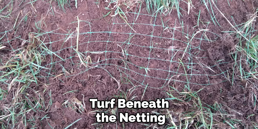 Turf Beneath the Netting