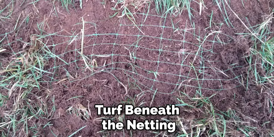 Turf Beneath the Netting