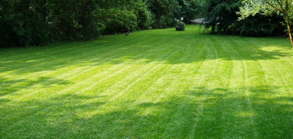 How to Keep Your Grass Green in the Summer