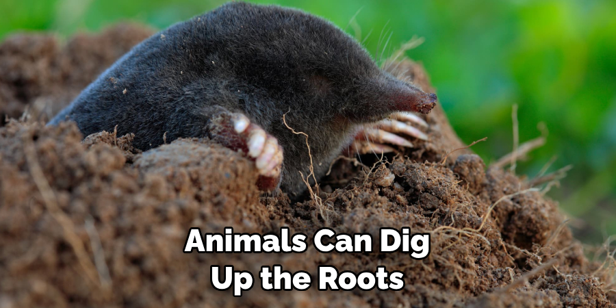 Animals Can Dig Up the Roots