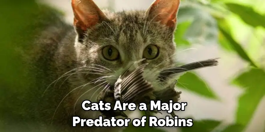 Cats Are a Major Predator of Robins