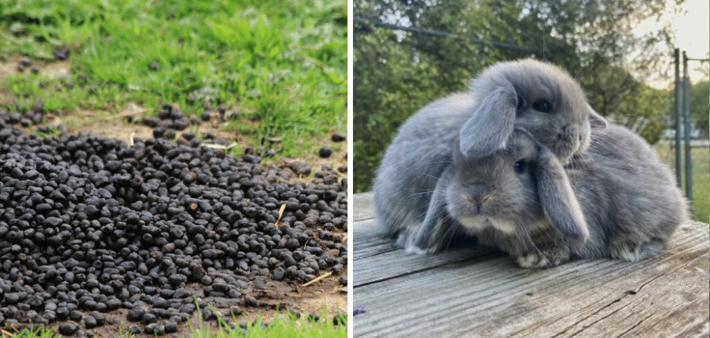 How to Clean Rabbit Poop From Yard