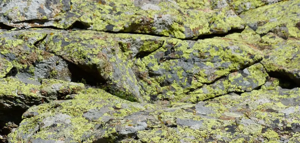 How to Remove Lichen From Stone