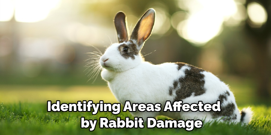 Identifying Areas Affected 
    by Rabbit Damage