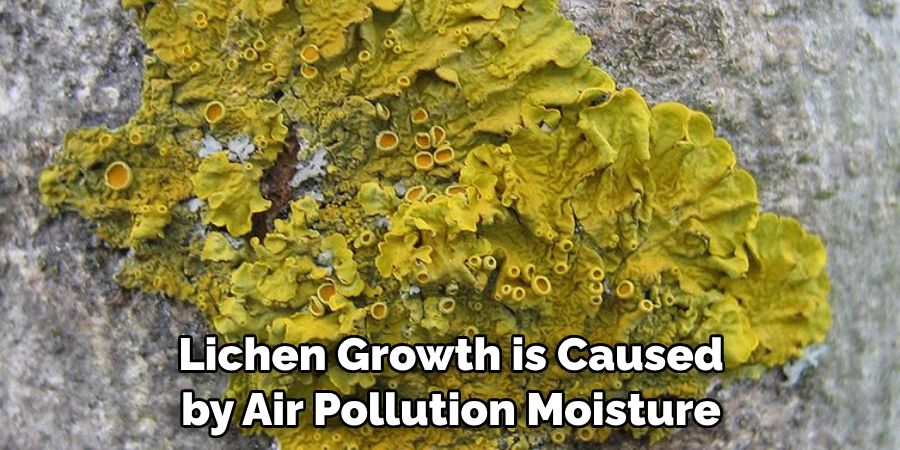 Lichen Growth is Caused 
by Air Pollution Moisture