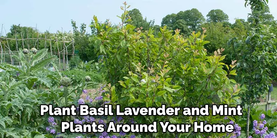 Plant Basil Lavender and Mint 
   Plants Around Your Home