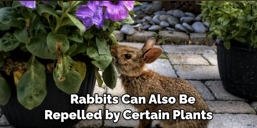 Rabbits Can Also Be Repelled 
     by Certain Plants