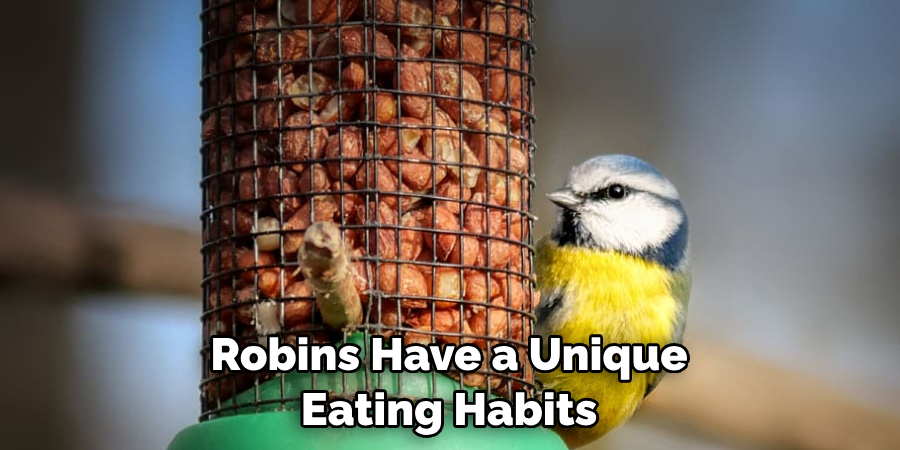 Robins Have a Unique Eating Habits