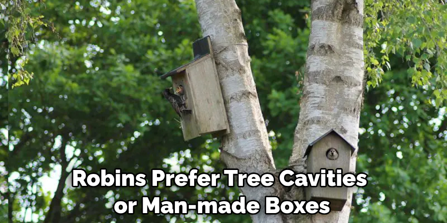 Robins Prefer Tree Cavities or Man-made Boxes