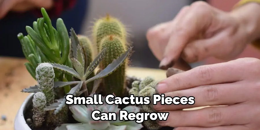Small Cactus Pieces
Can Regrow