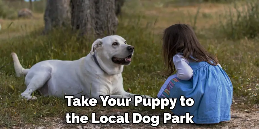Take Your Puppy to the Local Dog Park