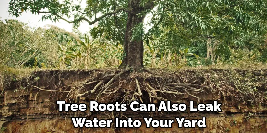 Tree Roots Can Also Leak  
  Water Into Your Yard