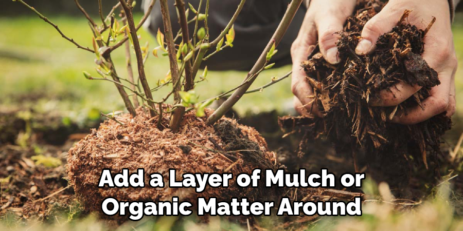 Add a Layer of Mulch or Organic Matter Around