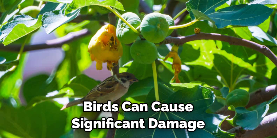 Birds Can Cause Significant Damage