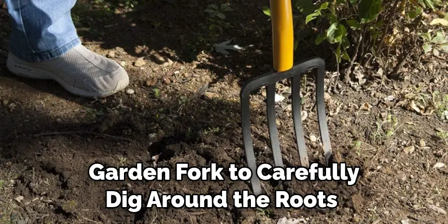 Garden Fork to Carefully Dig Around the Roots
