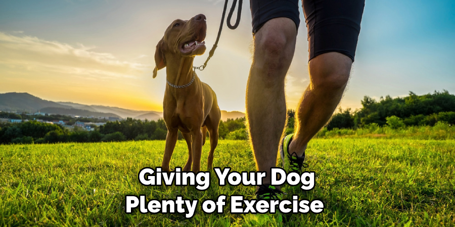 Giving Your Dog Plenty of Exercise 
