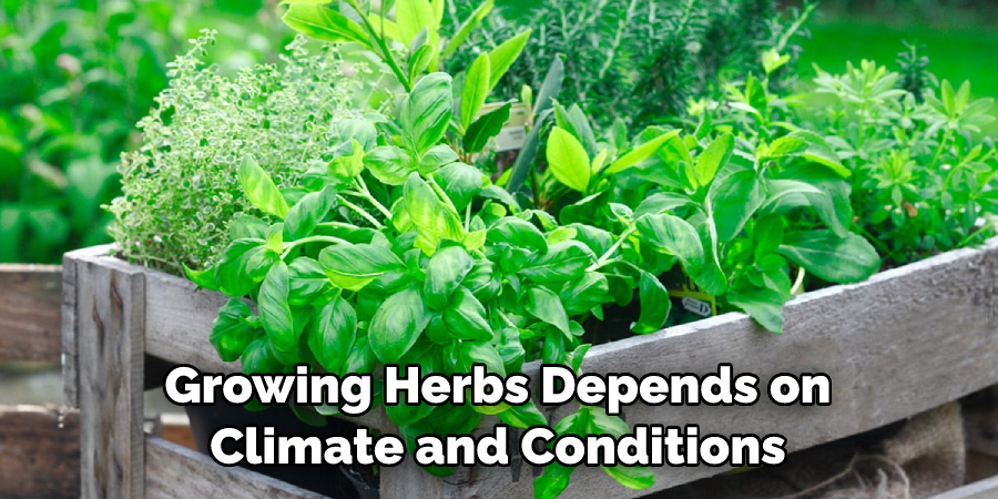 Growing Herbs Depends on Climate and Conditions