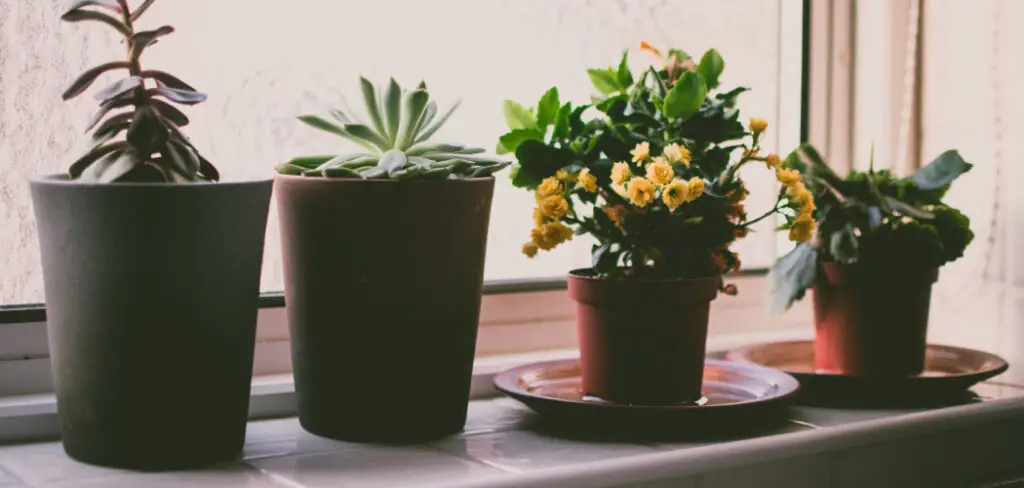 How to Arrange Garden Pots