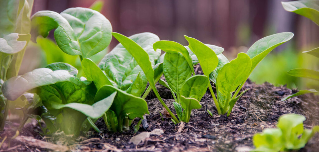 How to Get Rid of Grass in Vegetable Garden