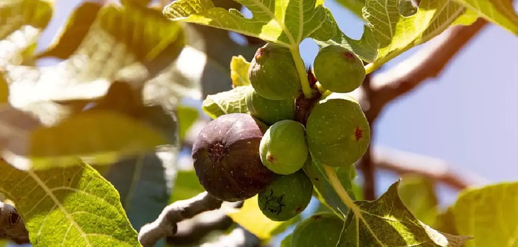 How to Protect Figs from Birds