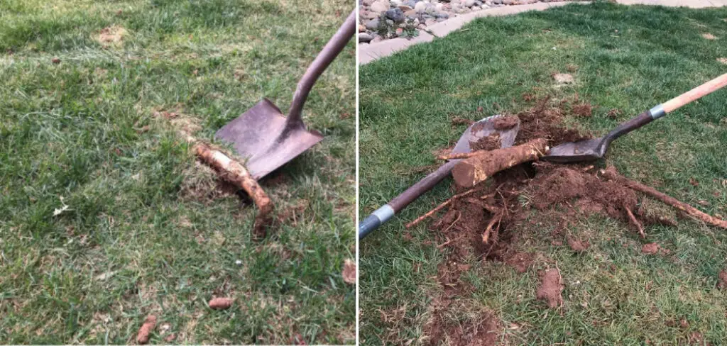 How to Remove Roots from Yard