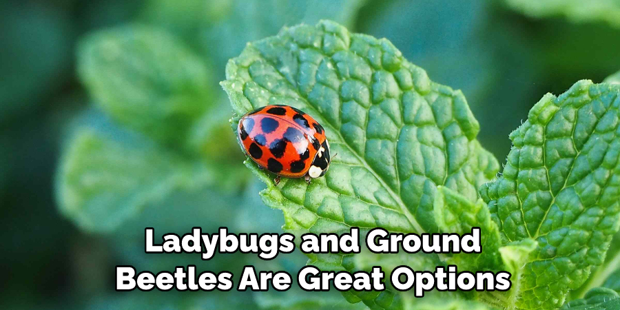 Ladybugs and Ground Beetles Are Great Options