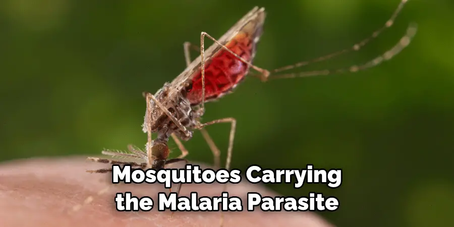 Mosquitoes Carrying the Malaria Parasite