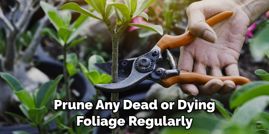 Prune Any Dead or Dying Foliage Regularly