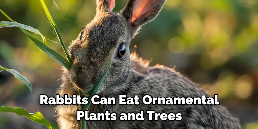 Rabbits Can Eat Ornamental Plants and Trees