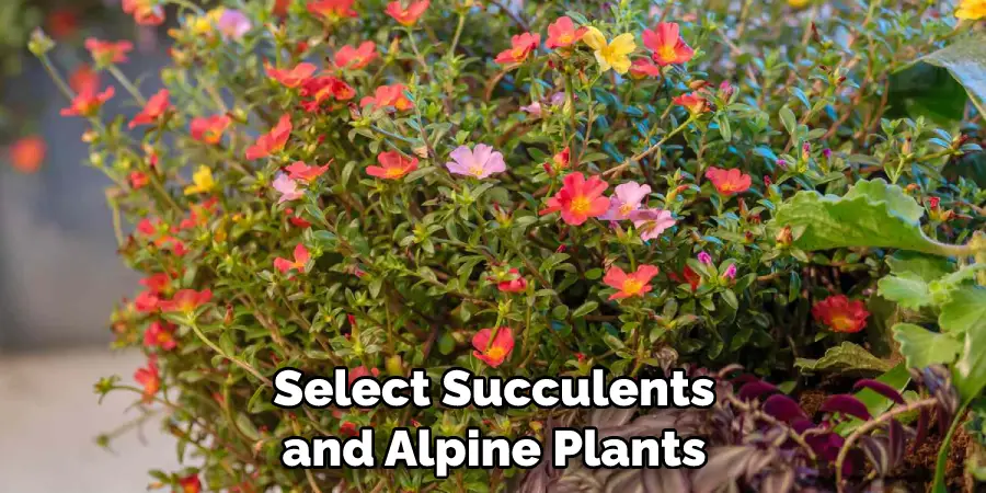 Select Succulents and Alpine Plants