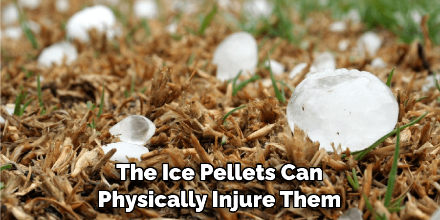 The Ice Pellets Can Physically Injure Them