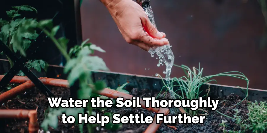 Water the Soil Thoroughly to Help Settle Further