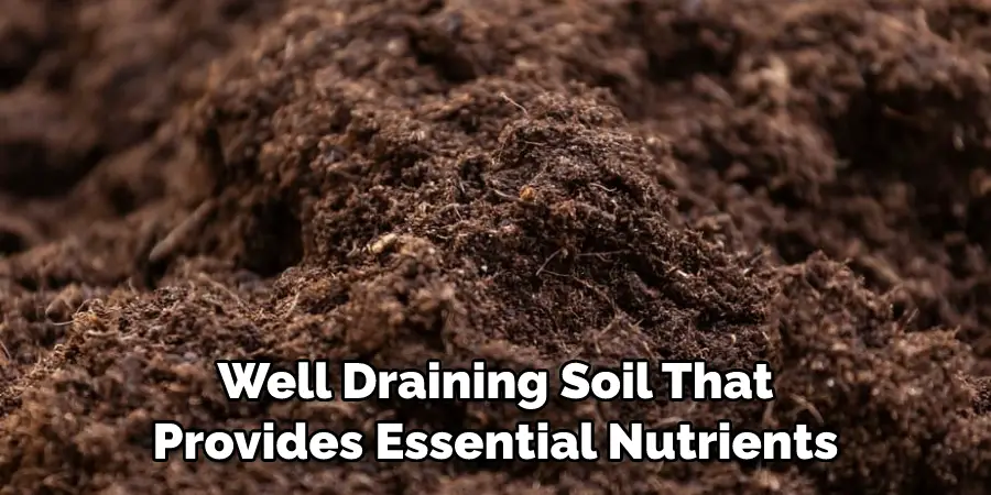 Well Draining Soil That Provides Essential Nutrients