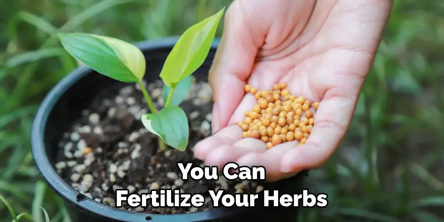 You Can Fertilize Your Herbs