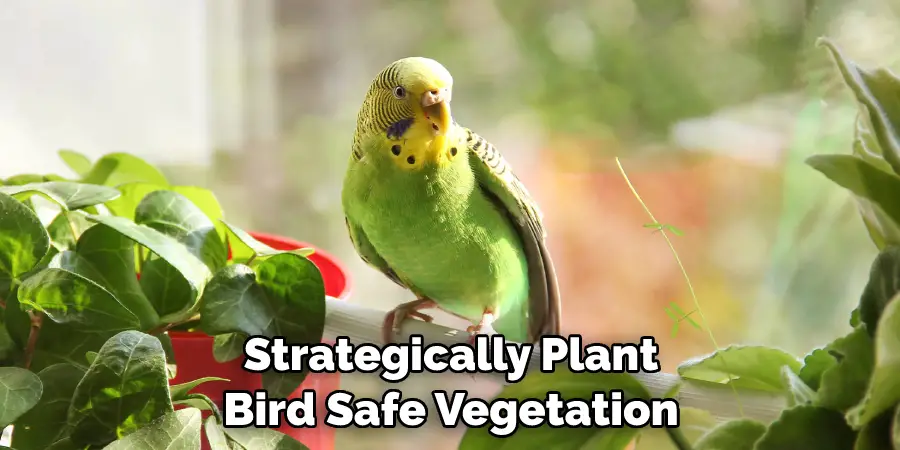 Strategically Plant Bird Safe Vegetation