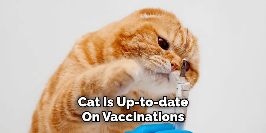 Cat Is Up-to-date On Vaccinations