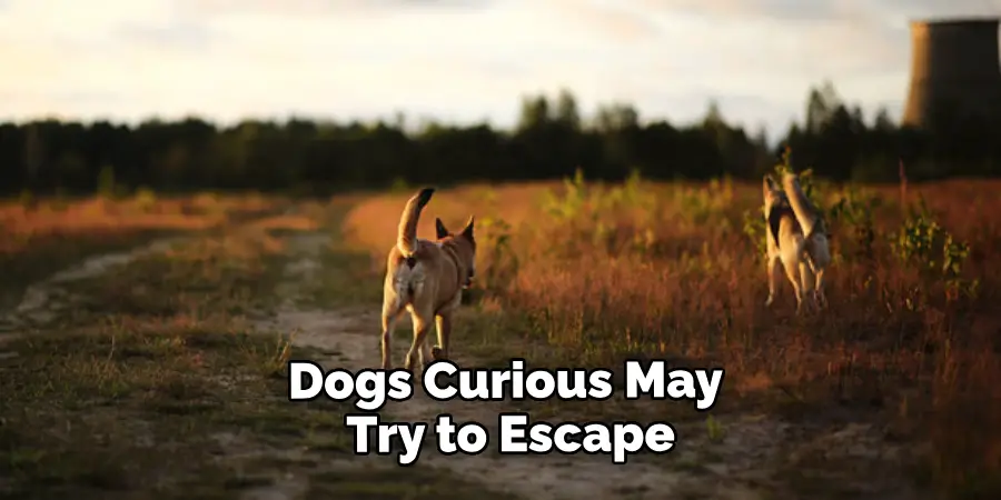 Dogs Curious May Try to Escape