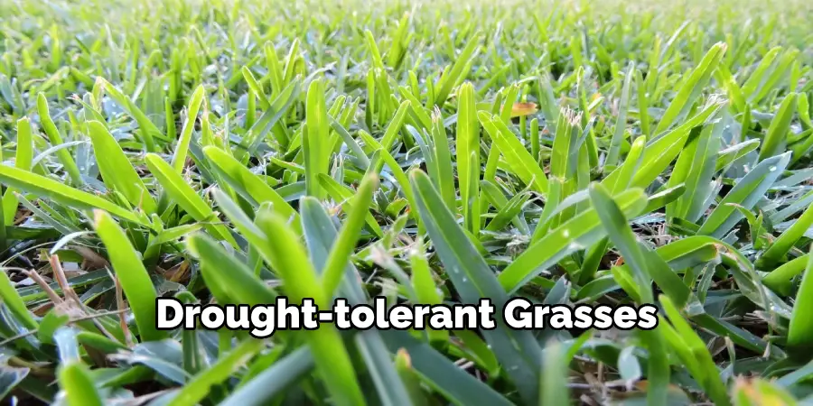 Drought-tolerant Grasses